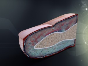 human finger anatomy 3D Model
