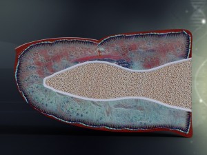 human finger anatomy Modèle 3D