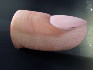human finger anatomy Modèle 3D