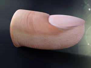 human finger anatomy 3D Model