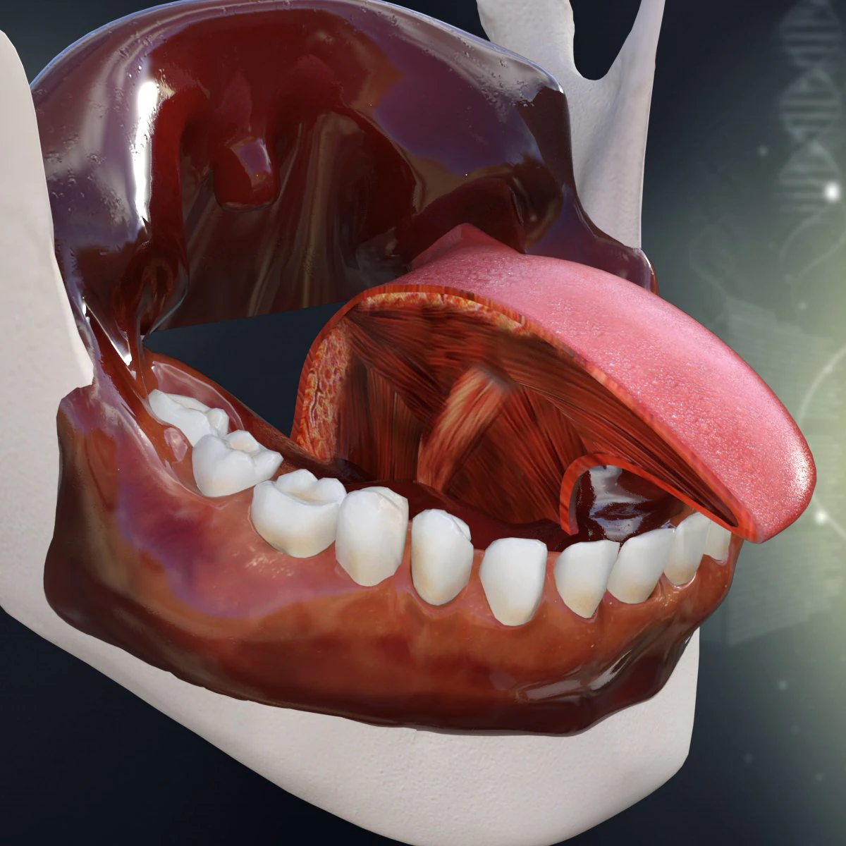human teeth gums and tongue anatomy 3D Model .c4d .max .obj .3ds .fbx .stl .blend 