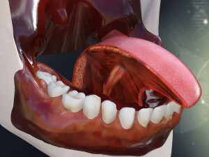 human teeth gums and tongue anatomy 3Dモデル