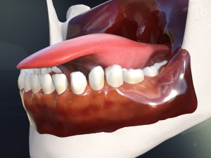 human teeth gums and tongue anatomy 3D मॉडल