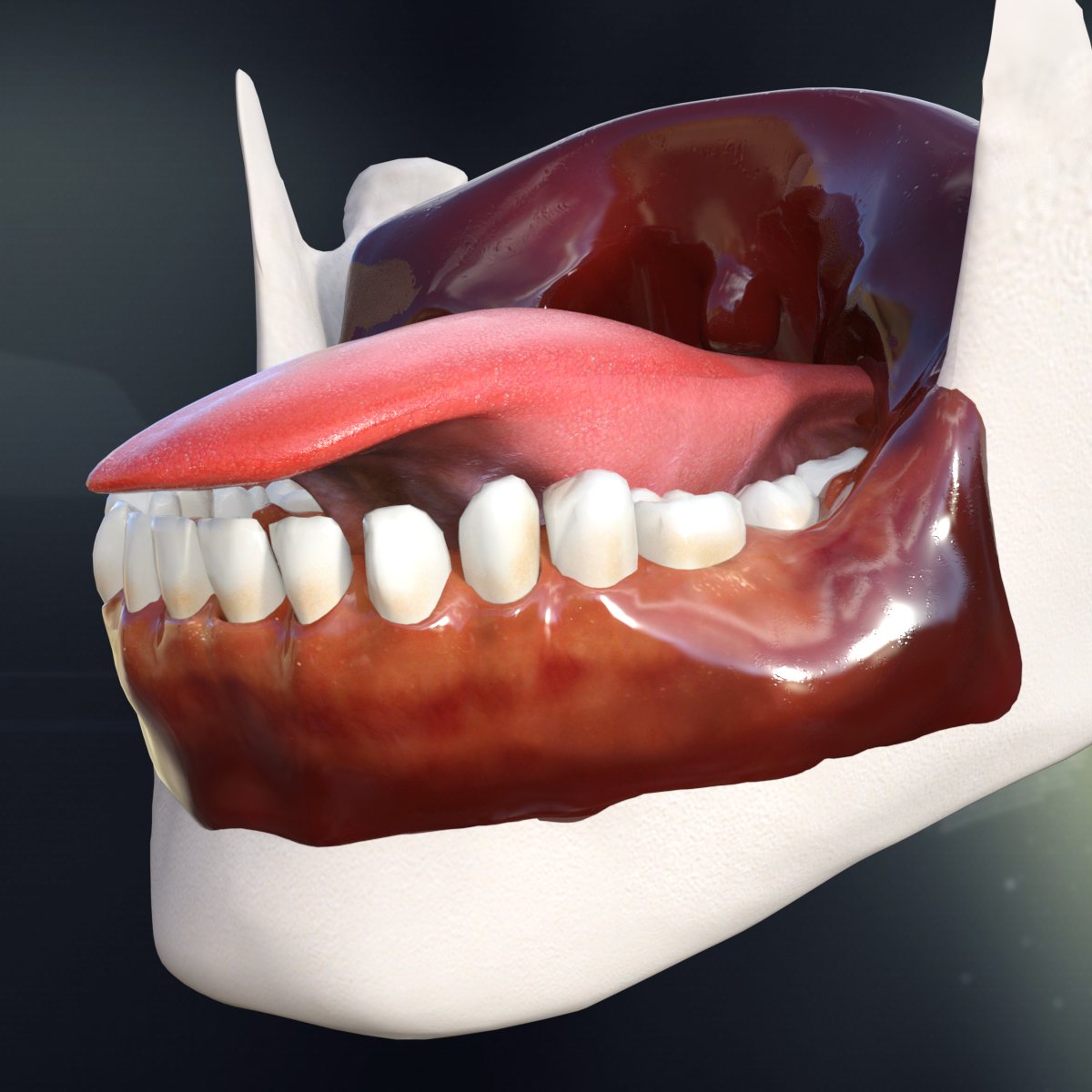 Human Teeth Gums and Tongue Anatomy 3D Model in Anatomy 3DExport