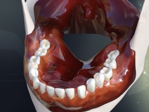 human teeth gums and tongue anatomy 3D मॉडल