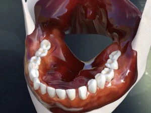 human teeth gums and tongue anatomy 3D Model