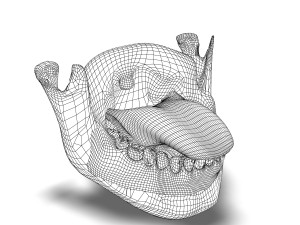 human teeth gums and tongue anatomy 3D मॉडल