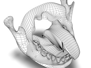 human teeth gums and tongue anatomy 3D मॉडल
