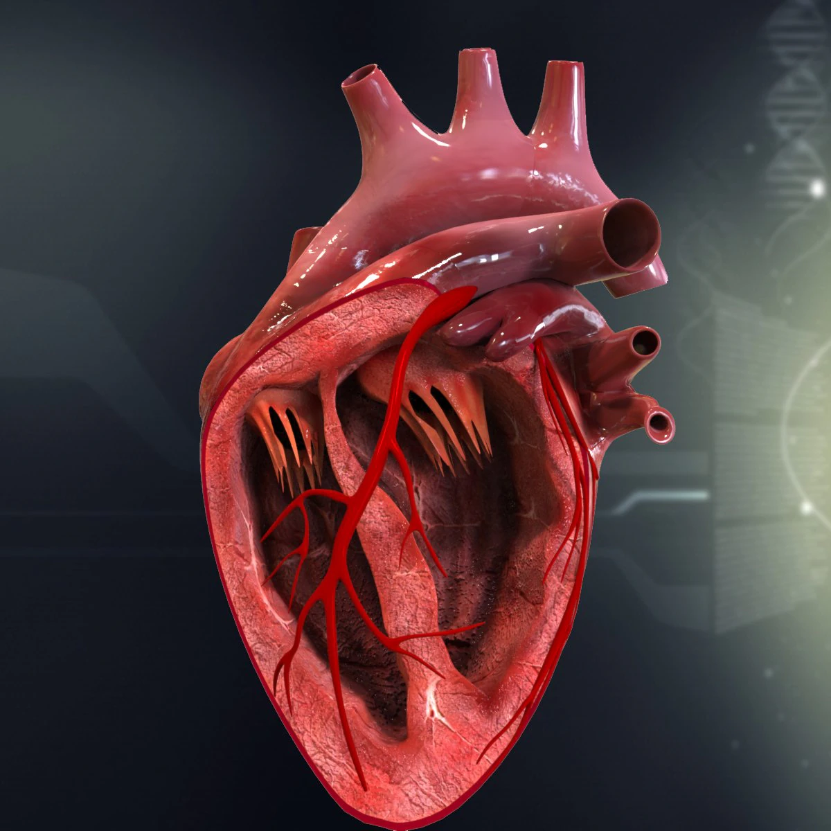 human heart cutaway anatomy 3D Model .c4d .max .obj .3ds .fbx .stl .blend