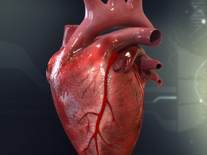 human heart cutaway anatomy 3D-Modell
