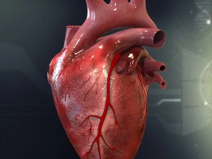 human heart cutaway anatomy 3D Model