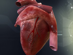 human heart cutaway anatomy 3D-Modell