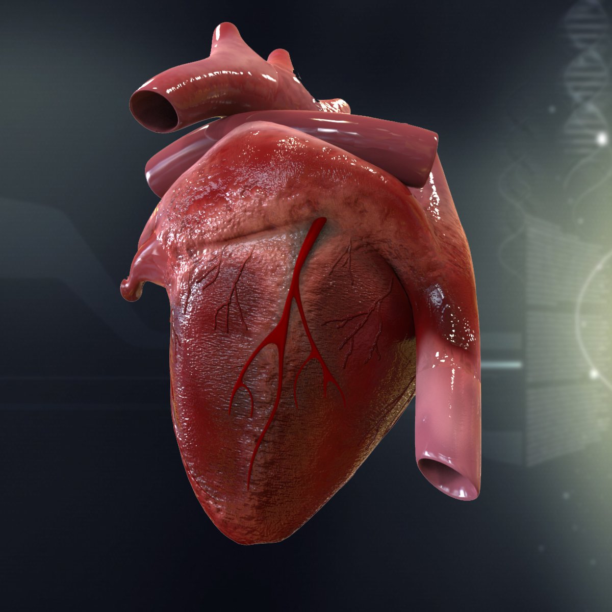 Anatomy. human heart cutaway anatomy 3D Models. 