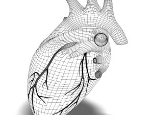 human heart cutaway anatomy 3D-Modell