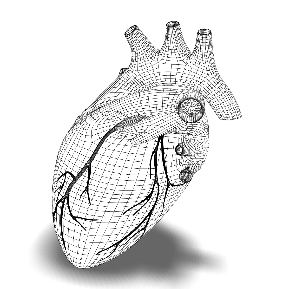 Anatomy. human heart cutaway anatomy 3D Models. 