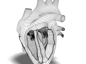 human heart cutaway anatomy 3D-Modell