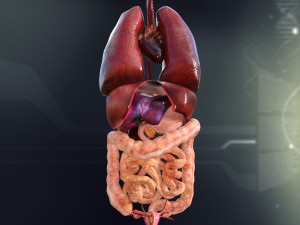 human female internal organs anatomy Model 3D