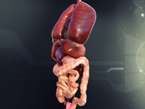 human female internal organs anatomy Modelo 3D