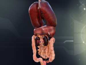 human female internal organs anatomy Modelo 3D