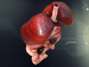human female internal organs anatomy Modelo 3D