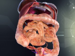 human female internal organs anatomy Modelo 3D