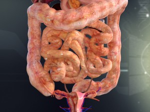 human female internal organs anatomy Modelo 3D