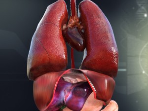 human female internal organs anatomy Modelo 3D