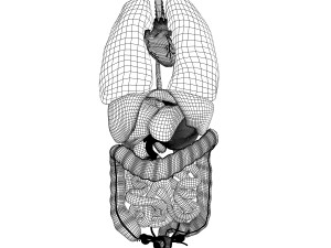 human female internal organs anatomy Modelo 3D