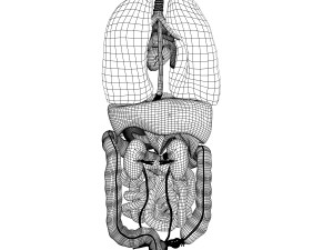 human female internal organs anatomy Modelo 3D