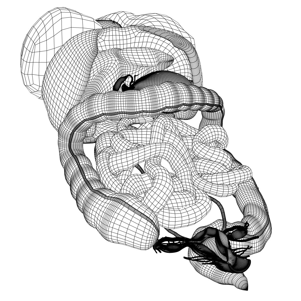 Human Female Internal Organs Anatomy 3D Model in Anatomy 3DExport