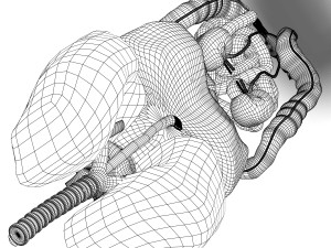 human female internal organs anatomy Modelo 3D