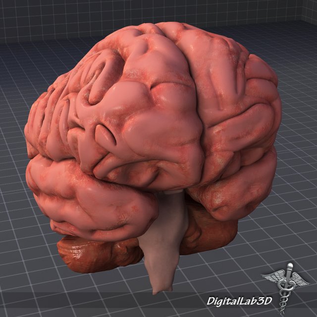 human brain Modello 3D .c4d .max .obj .3ds .fbx .stl .blend 
