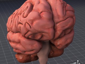 human brain 3D Model