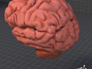 human brain 3D Model