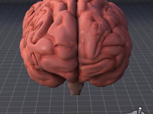 human brain Modello 3D