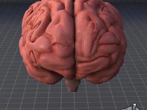 human brain 3D Model