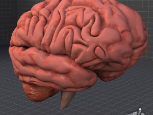 human brain Modello 3D