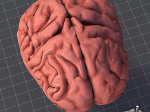 human brain 3D Model