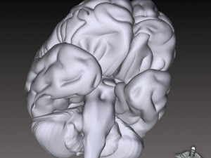 human brain Modello 3D