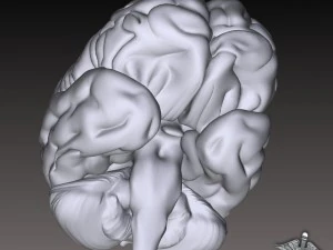 human brain 3D Model