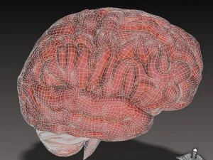 human brain 3D Model