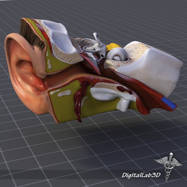 human ear anatomy Modèle 3D .c4d .max .obj .3ds .fbx .stl .blend 