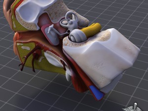 human ear anatomy Modèle 3D