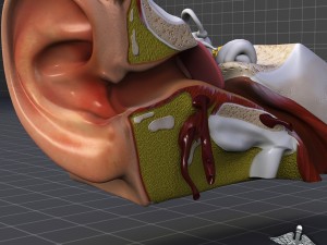 human ear anatomy Modèle 3D