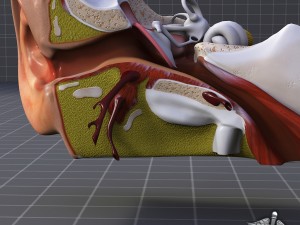human ear anatomy Modèle 3D