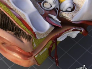 human ear anatomy 3D Model