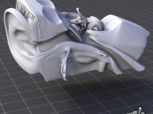 human ear anatomy Modèle 3D