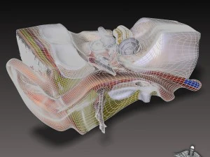 human ear anatomy 3D Model