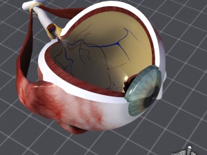 human eye anatomy 3D Model