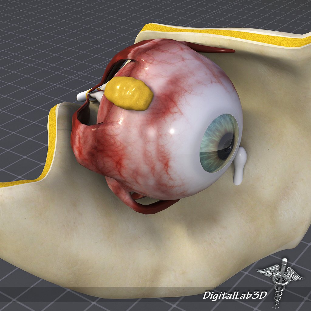 human eye anatomy Model 3D in Anatomia 3DExport